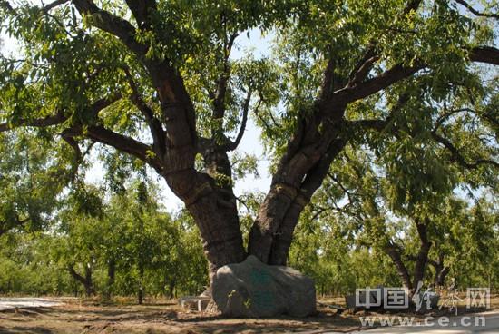 第11届中国黄骅冬枣节暨秋季旅游节隆重开幕